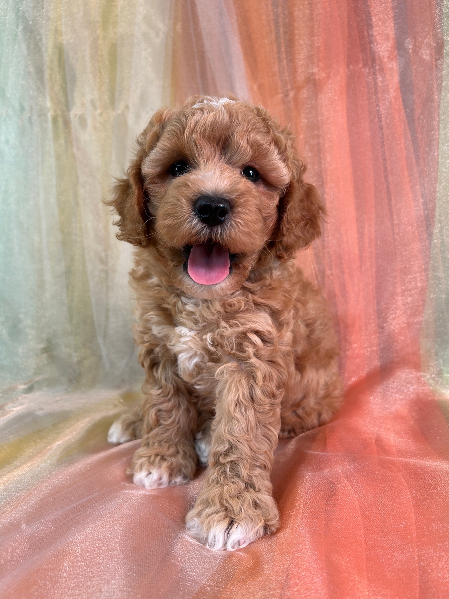 Male Cockapoo Puppy for Sale DOB 8-5-2025 $950